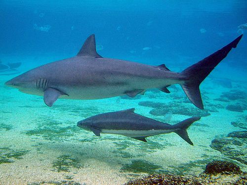 Dusky shark